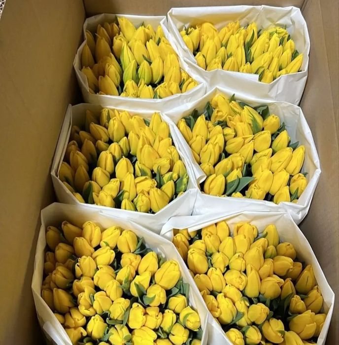 Голландские тюльпаны