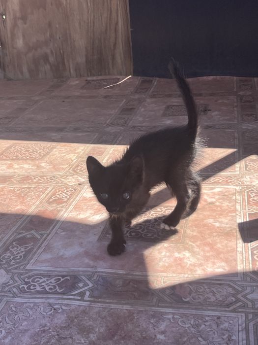 Отдам котенка в добрые руки