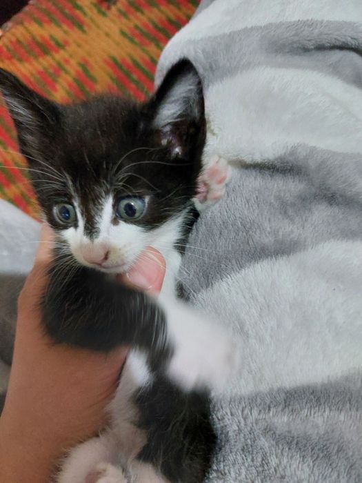 2 oylik mushukchalar yaxshi mehribon qollarga beriladi