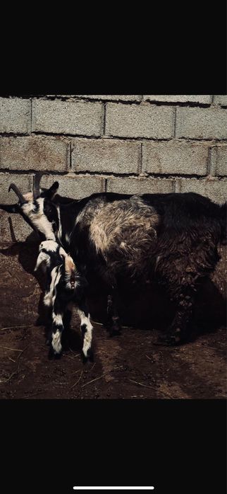 Сүтті ешкілер лағымен