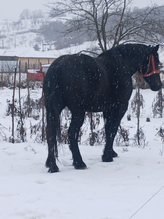 Vând iapa 4/5 ani gestanta