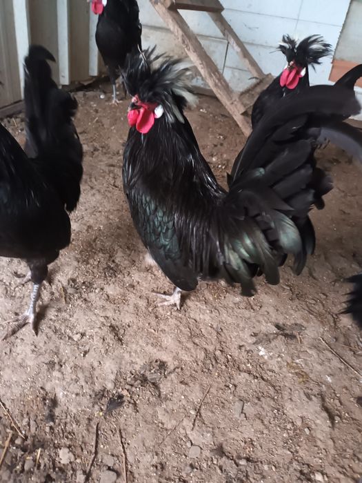 Puisori Motata  Olandeza