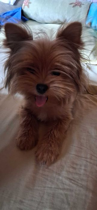 Женско кученце на 5 месеца