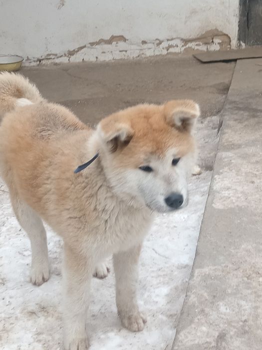 Шинок Акито акито