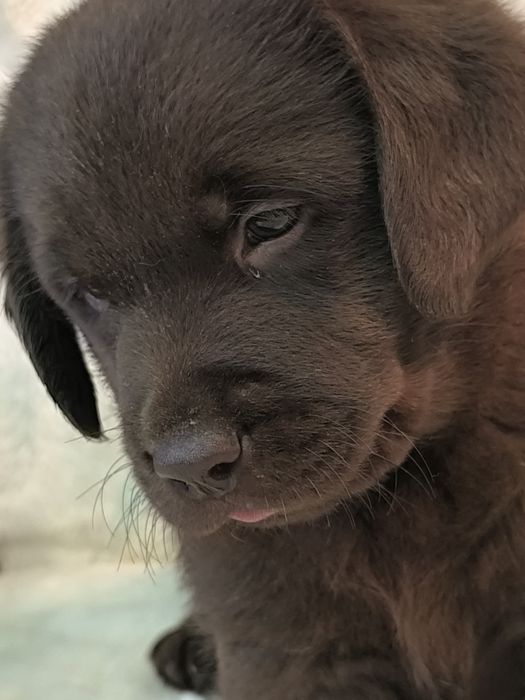 Красивые детки лабрадора ретривера