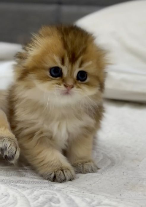 Скотиш фолд золотая шиншилла девочка