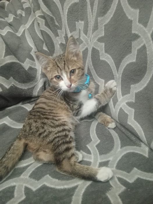 Котик ищет дом   .