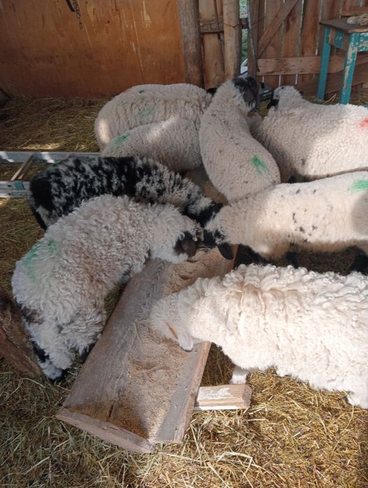 Miei de paste  la 25 lei kg