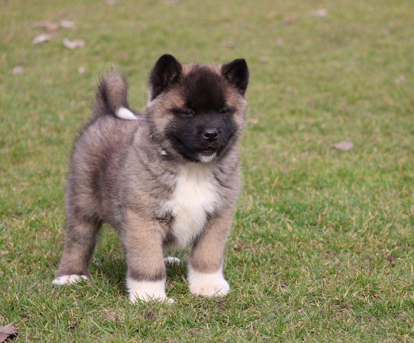 Mascul akita american