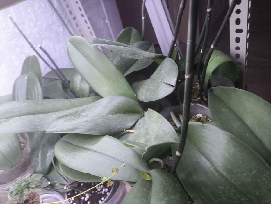 Орхидеи не цветущие в данный момент