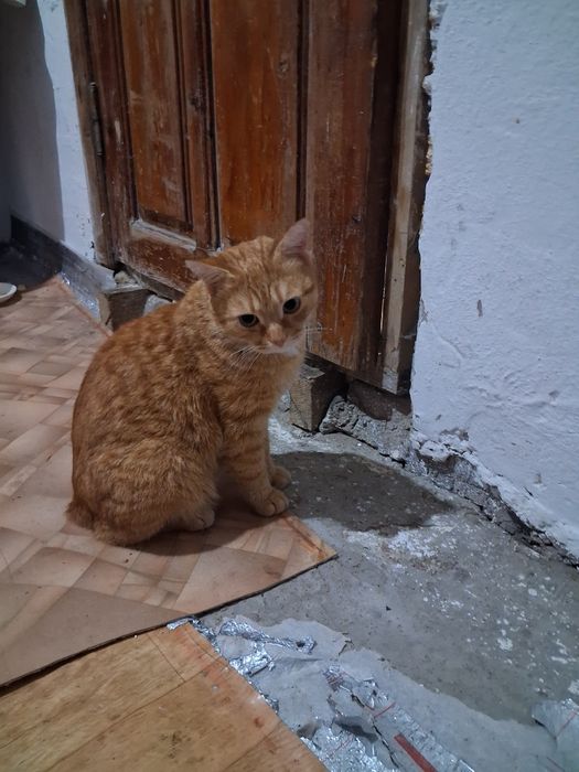 Продам кошку мальчик