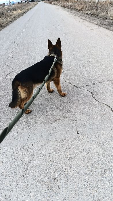 Немецкий овчарка молодой кобель