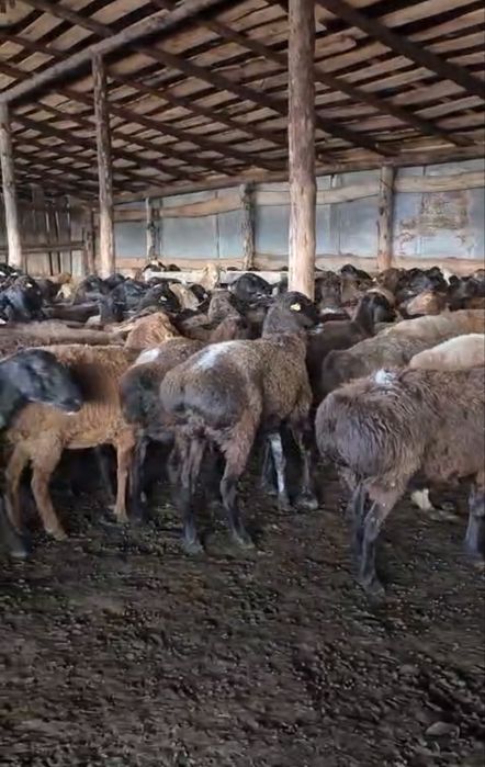 Аналық қойлар сатылады
