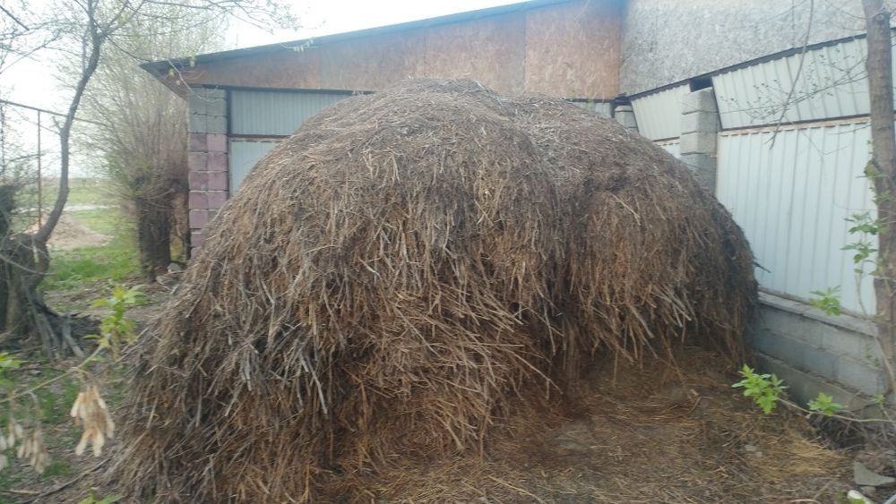 Отдам бесплатно сено самовывозом