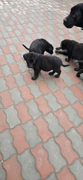 Donez pui cane corso fetite