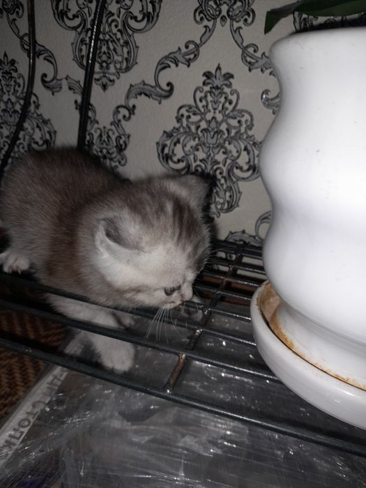 Котята сибирские шиншилы