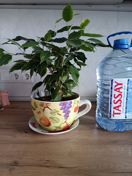 Фикус бенджамина