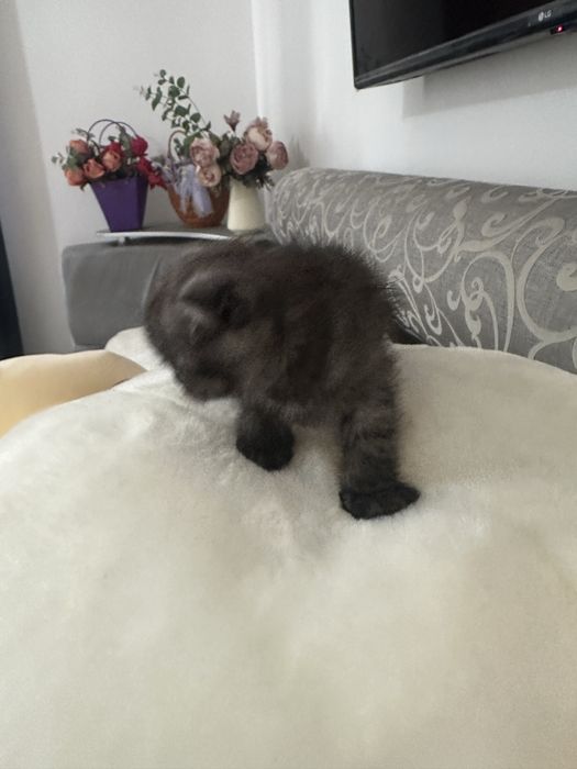 Шотландские вислоухие