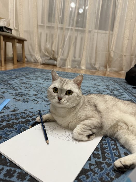Отдам кошку в хорошие руки