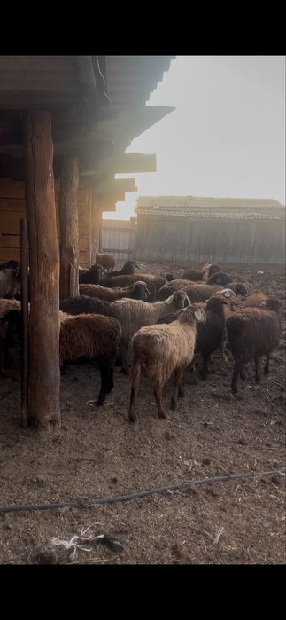 Продам багланчиков