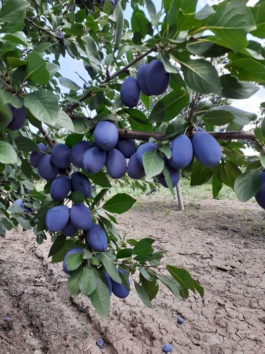 Prune Stanley de vanzare