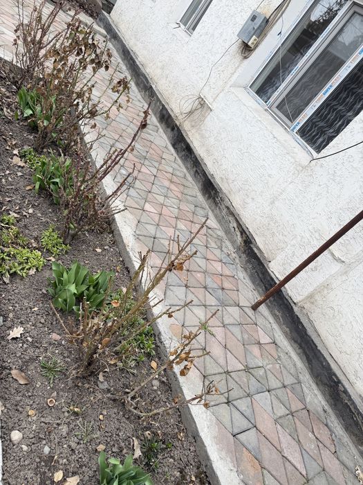 Саженцы Розы, смородины