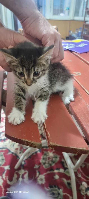 отдам котят даром в хорошие руки