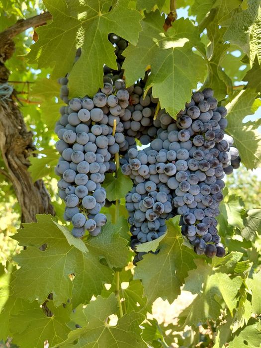 Продавам грозде за вино и ракия