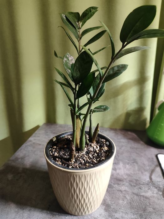 Замиокулькас (или «долларовое дерево»)