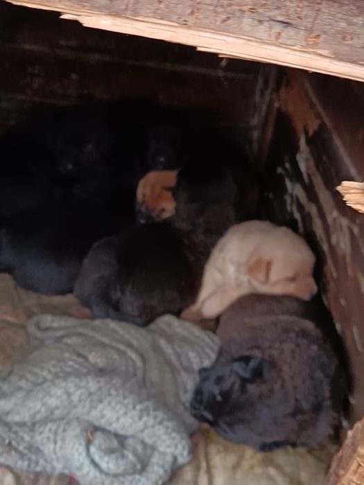 Дарю щенят!       .