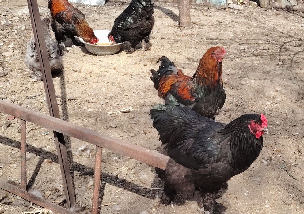 Продам петухов брама