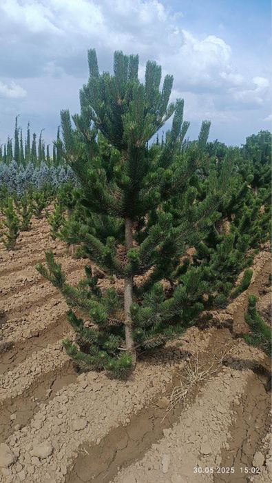 Қора соснаси (Pinus nigra) кўчатлари сотилади италиядан келтиририлган