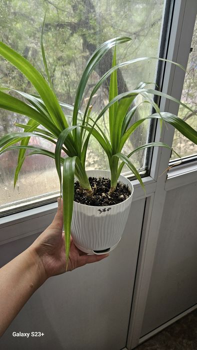 Үй гүлдерін сатамын 5 мыңнан