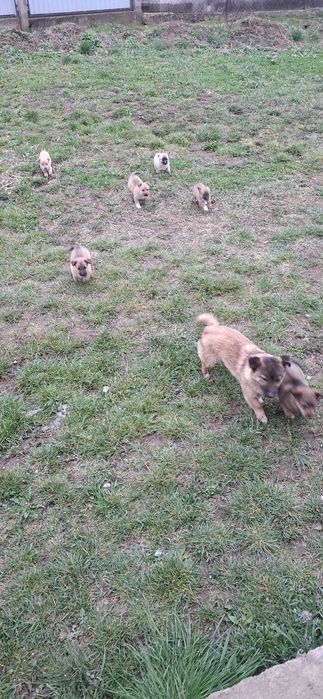 Cățeluși drăgălași