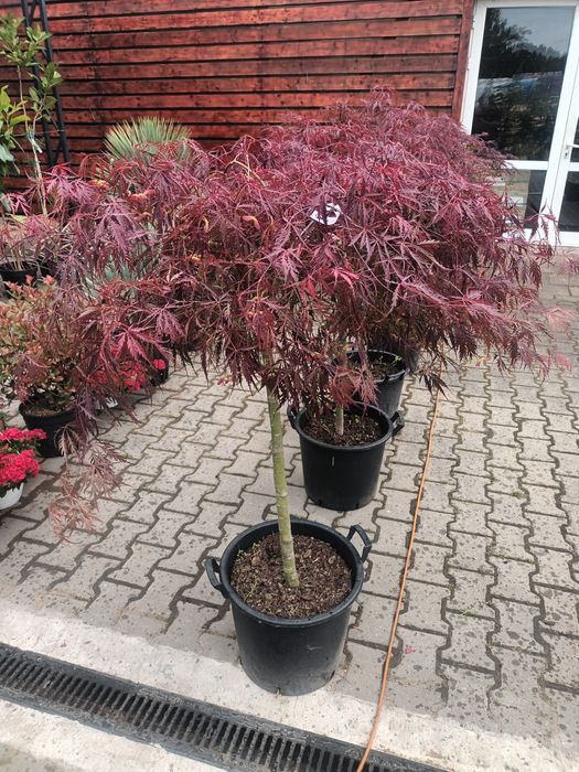 Artar japonez rosu/ acer palmatum dissectum red dragon