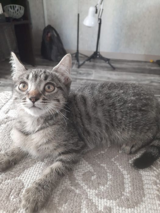 Котенок ищет дом