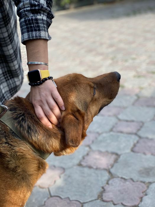 Прекрасная овчарка