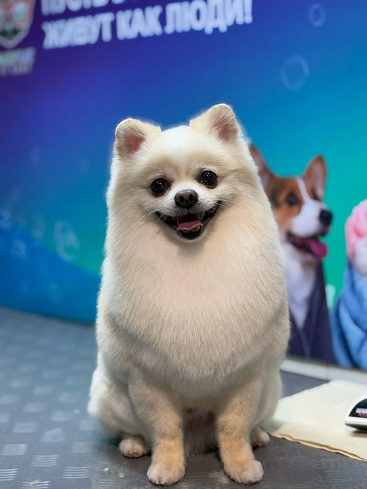 Щенки померанского шпица