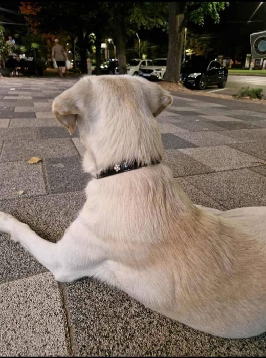 OFERTA! Labrador Retriever, baietel, rasa pura la un pret modest.