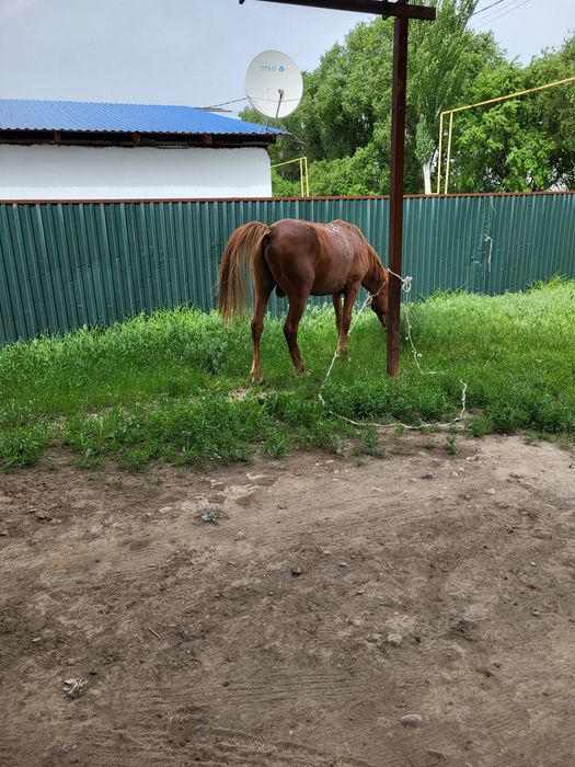 10 жасар Айгыр мінгі