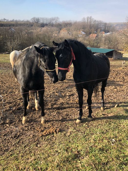 Pur sânge arab ,shagya arab ,cai de toate vârstele .iapa manz armăsar