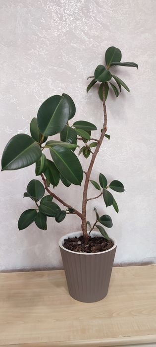 Цветы, комнатные растения.