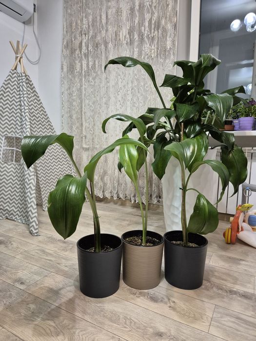 Эухарис, амазонские лилии