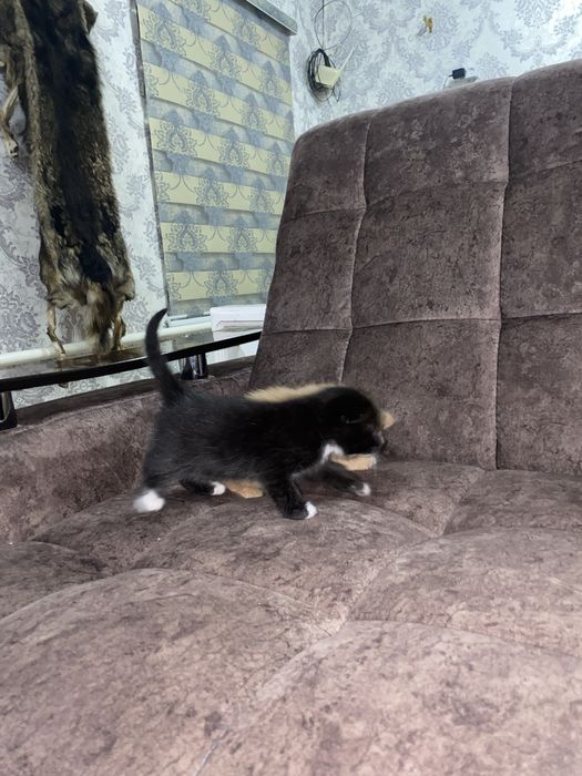 Skotish fold sotiladi