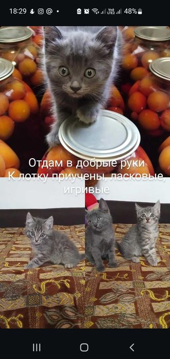 Отдам даром. К лотку причены