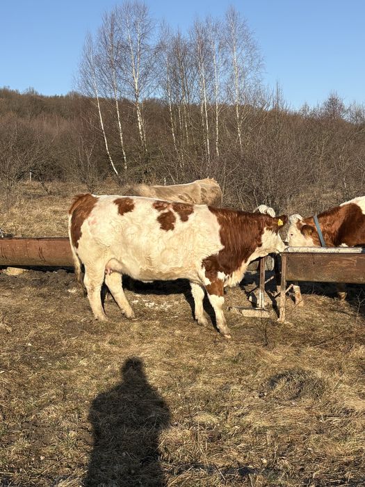 Vand vaci,vitele,taurasi