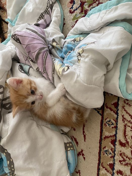 котят в добрые руки