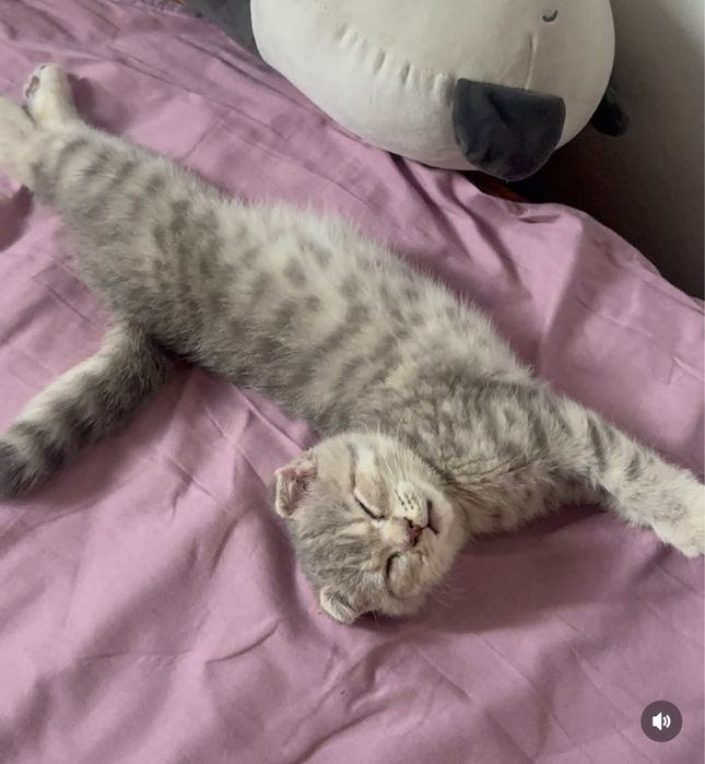 Шотландский вислоухий котёнок