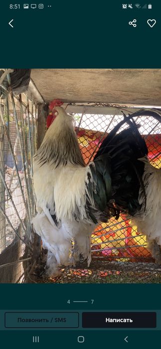 Светлое брамма сотилади.