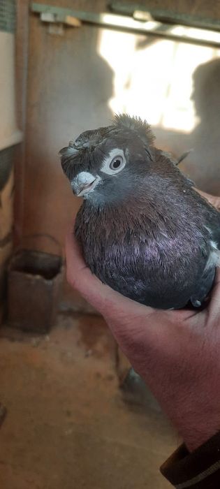 Продам самка майля